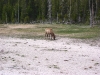 Yellowstone National Park 076